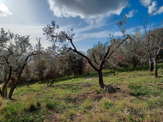 Terreno agricolo - Uliveto & Ciliegio