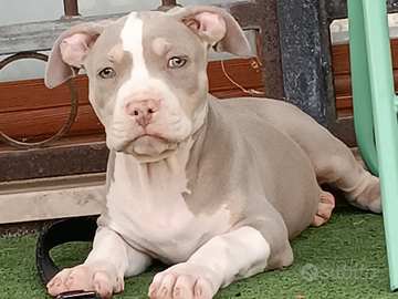 Pitbull ukc