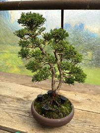 Bonsai ginepro chinensis