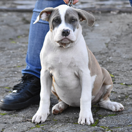 Cucciole di American Bully XL