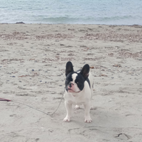 Bulldog francese