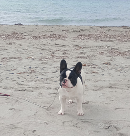 Bulldog francese
