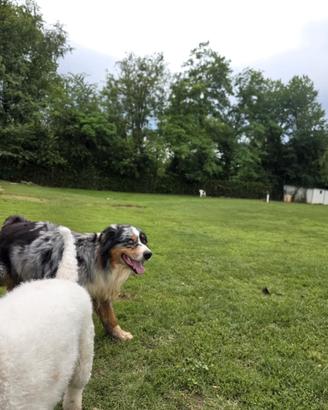 Pastore australiano monta con pedigree