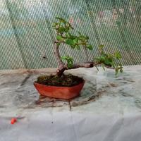 mini bonsai di portulacaria afra 
