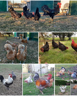 Razze ornamentali
