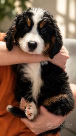 Cucciola di Bovaro del Bernese