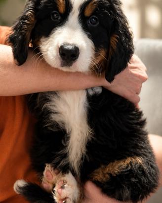 Cucciola di Bovaro del Bernese