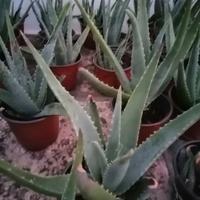 Piante Aloe vera