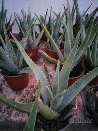 Piante Aloe vera