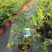 piante di mirtillo vaso 17