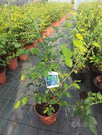 piante di mirtillo vaso 17