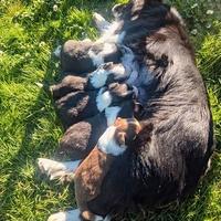 Cuccioli Border Collie