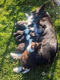 Cuccioli Border Collie