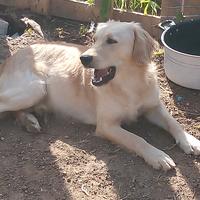 Alghero, simil flat coated retriver