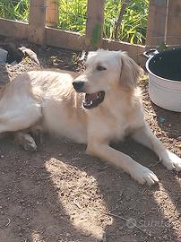 Alghero, simil flat coated retriver