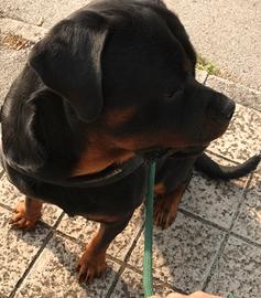 Cuccioli RottWailer