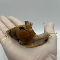 Chiocciola gigante africana