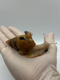 Chiocciola gigante africana