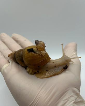 Chiocciola gigante africana