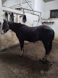 Quarter Paint Appaloosa cavallo