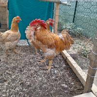 Gallo piemontese