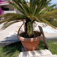 Due Cycas, una piccola e una grande 