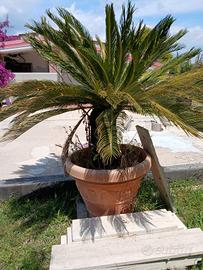 Due Cycas, una piccola e una grande 