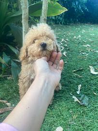 Maschietto di Maltipoo
