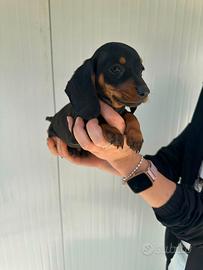 Cuccioli di bassotto nero focato