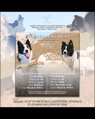 Cuccioli BORDER COLLIE