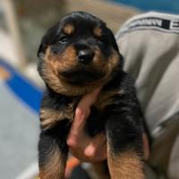 Cucciole rottweiler pedigree