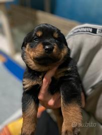 Cucciole rottweiler pedigree