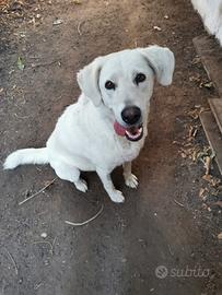 Adozione del cuore per una cagnolina sfortunata