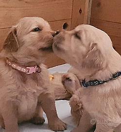 Golden Retriever cuccioli 
