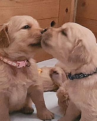 Golden Retriever cuccioli 