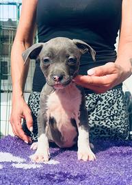 Cucciola di Amstaff Blue