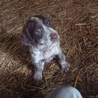 Cane da caccia spinone