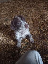 Cane da caccia spinone