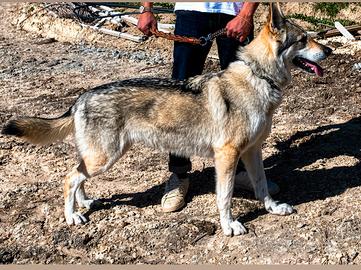 Lupo Cecoslovacco femmina X accoppiamento