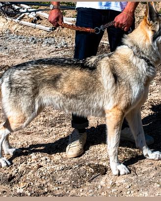 Lupo Cecoslovacco femmina X accoppiamento