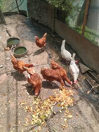 Galline ovaiole rosse