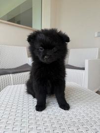 Volpino spitz di Pomerania