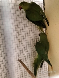 Parrocchetto dal collare