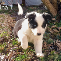 Cuccioli Border Collie