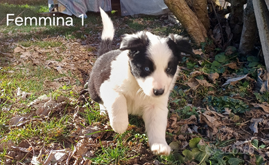Cuccioli Border Collie