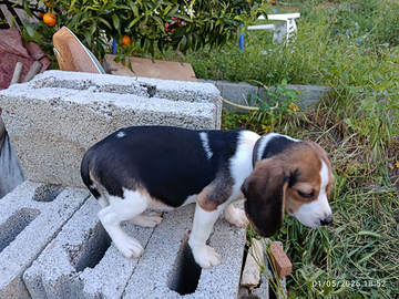 Cani caccia