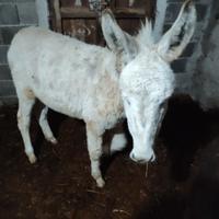 Puledro di asino bianco