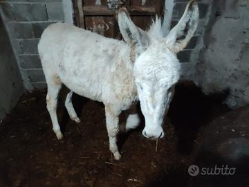 Puledro di asino bianco