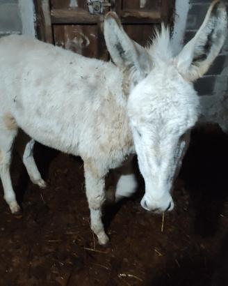Puledro di asino bianco