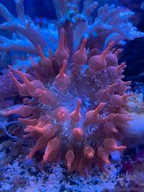 Anemoni multicolor